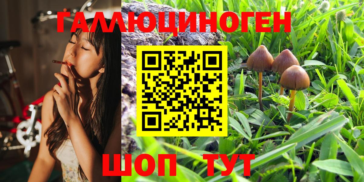 Псилоцибиновые грибы Psilocybine cubensis Советск